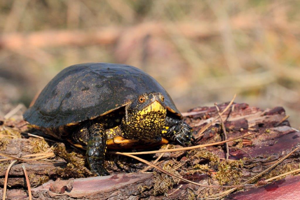 Emys e Natrix nel Parco Regionale MSRM